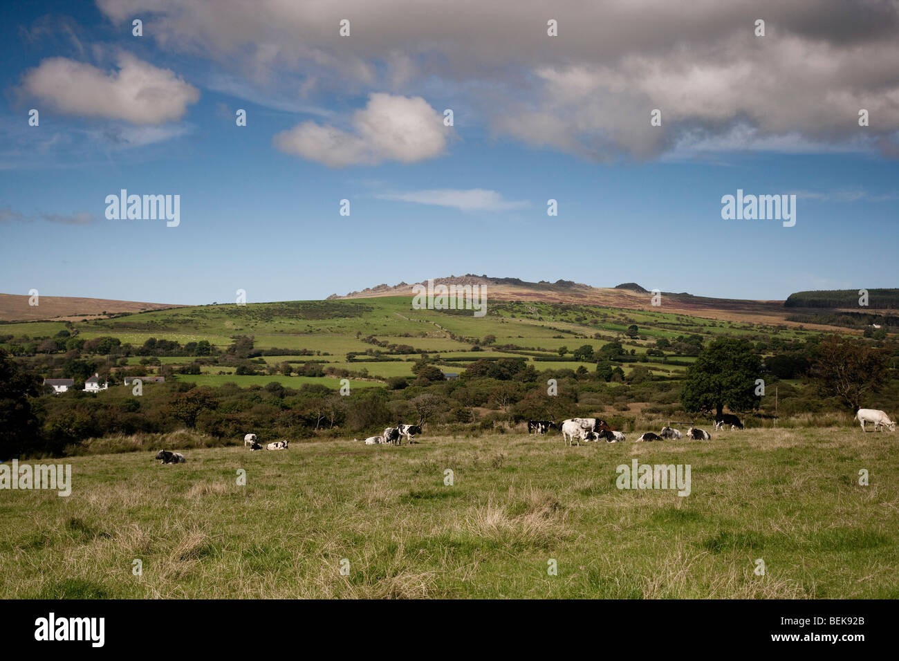 Cattle grazing under the shadow of Foel Drygarn, Preseli Hills, Pembrokeshire, Wales. Stock Photo