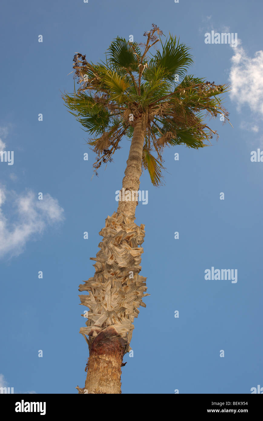 Tall palm tree against a blue sky with small white wispy clouds Stock ...
