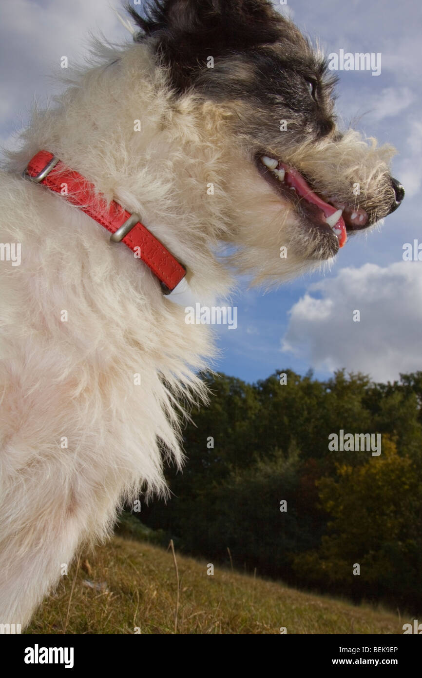 low level view of Jack Russell Terrier wearing red collar, looking big