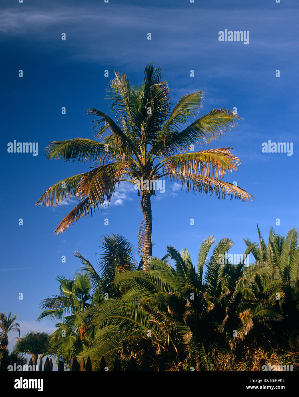 Palm tree with beautiful blue sky Stock Photo - Alamy