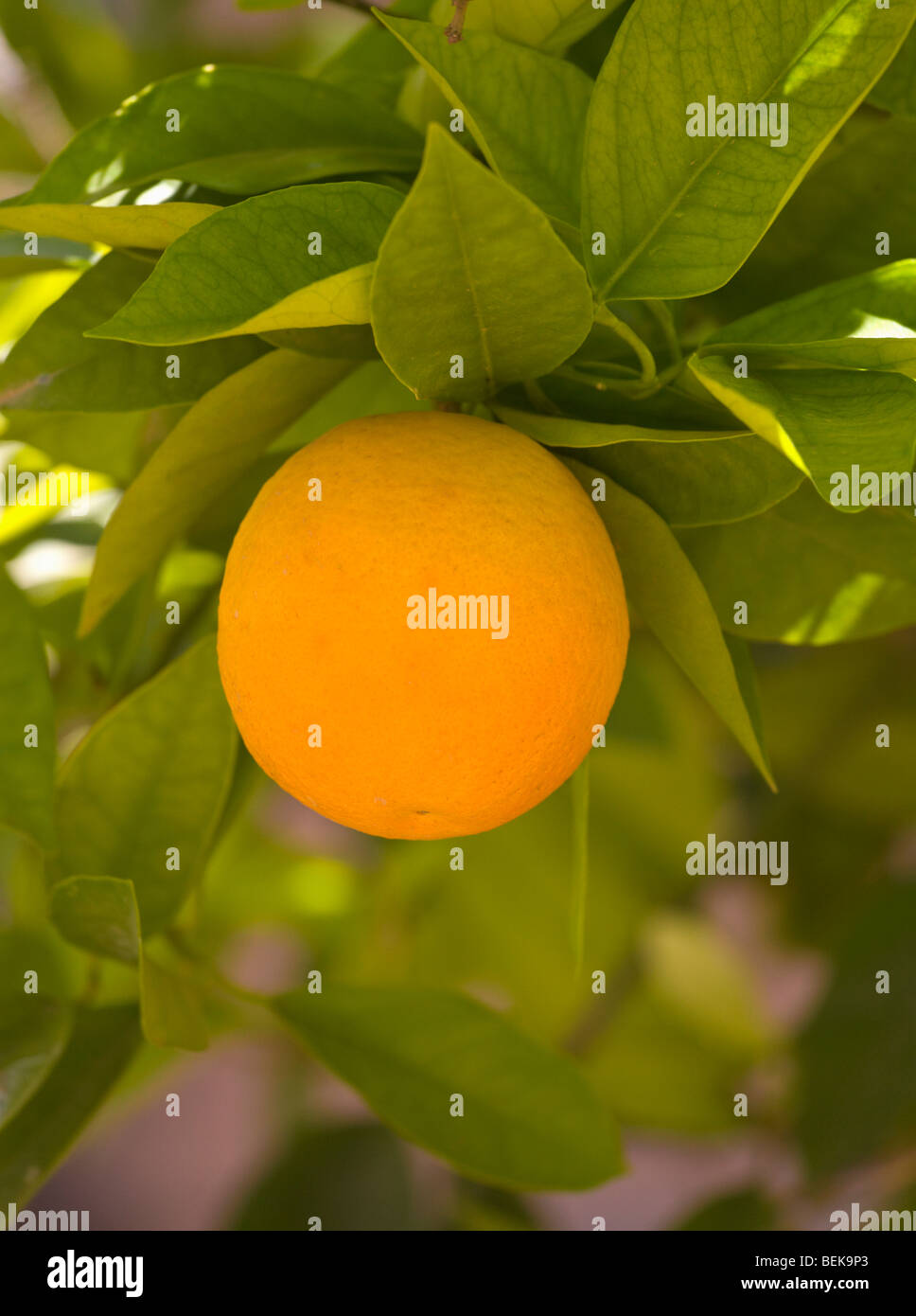 Orange tree hires stock photography and images Alamy