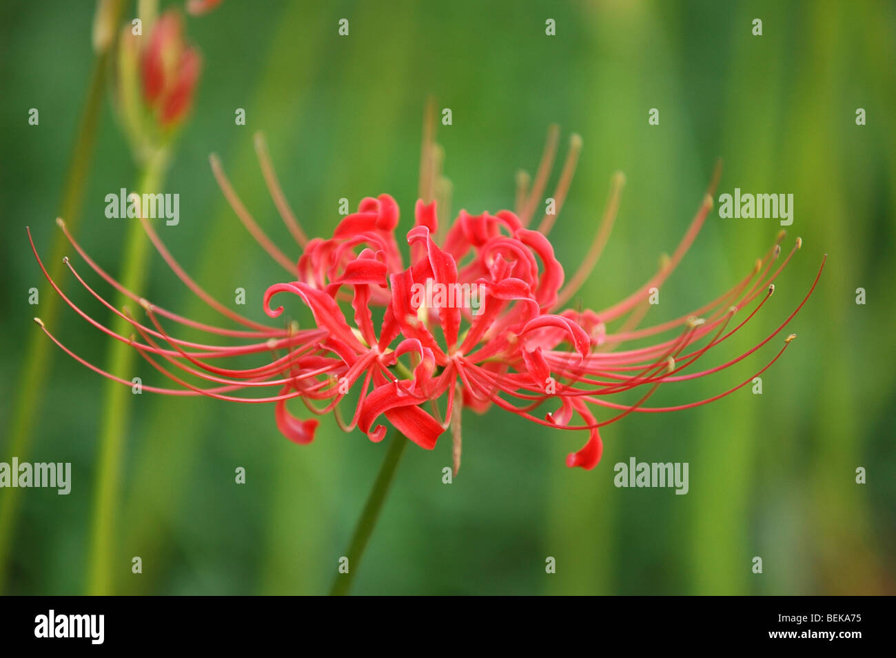 Cluster Amaryllis Hi Res Stock Photography And Images Alamy