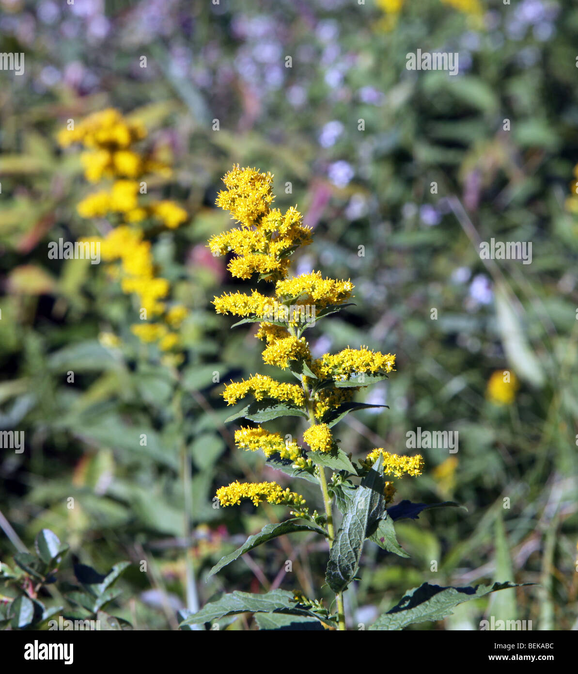 Stiff  goldenrod hard leaved goldenrod solidago rigida yellow weed wildflower wildflowers. Stock Photo