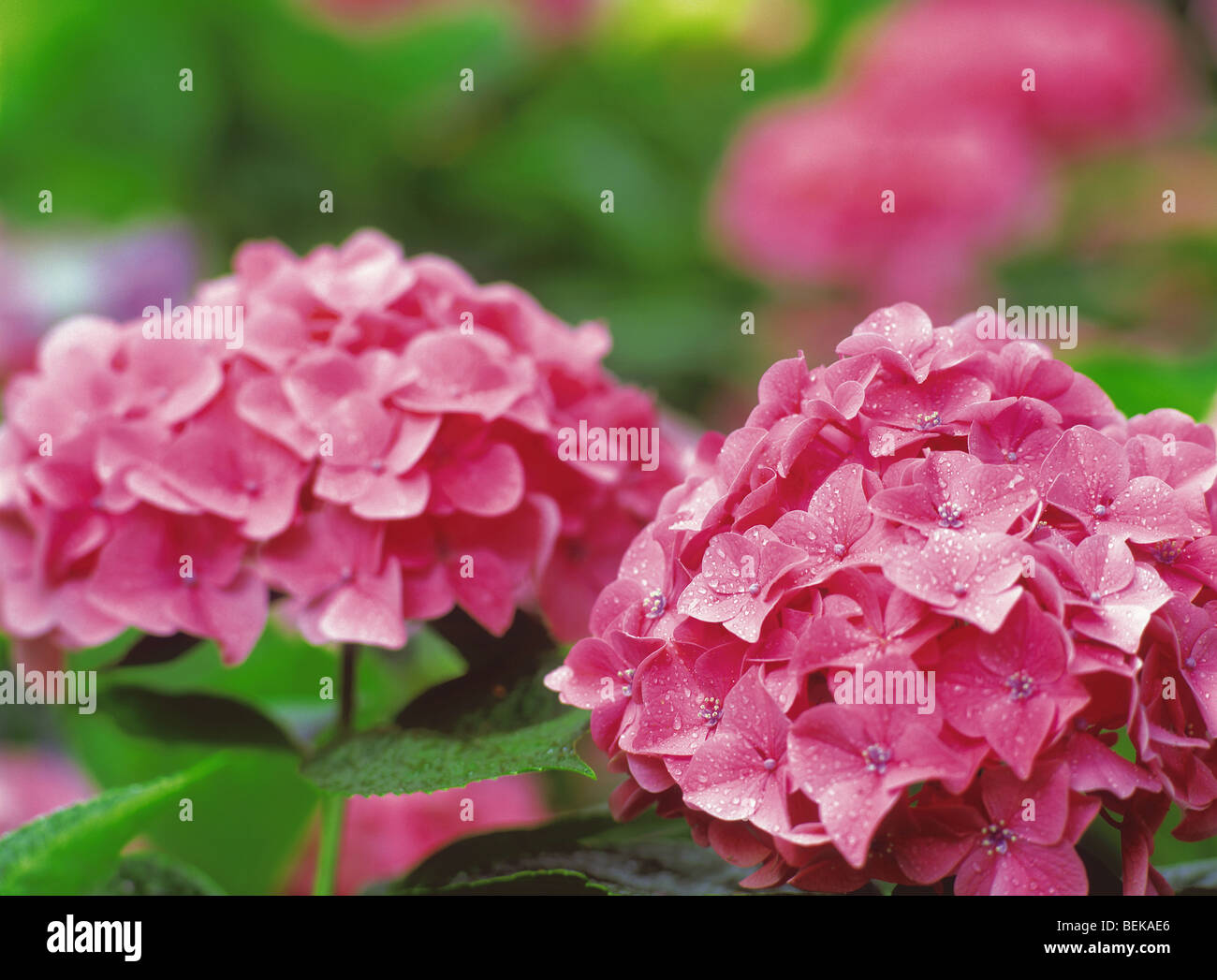 Pink hydrangea flowers covered in raindrops Stock Photo - Alamy