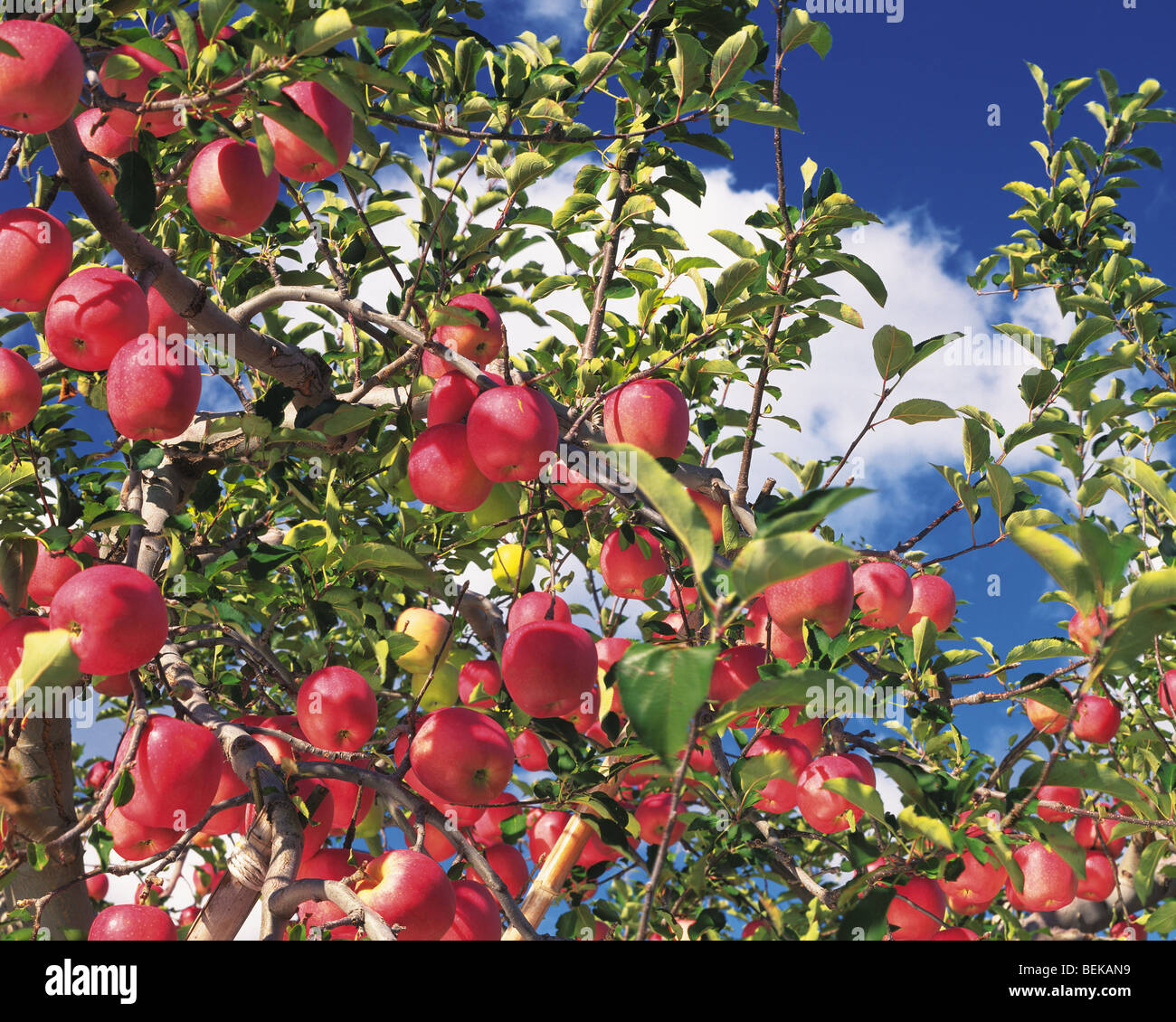 Apple tree with ripe red apples Stock Photo - Alamy