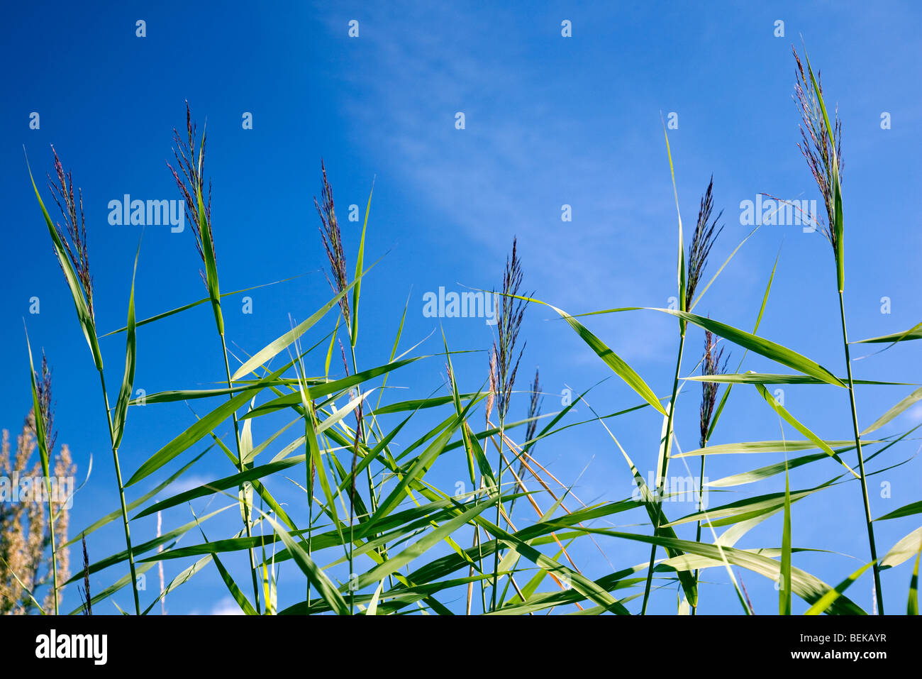 Common reed flower heads (Phragmites australis) against a blue sky in wetland Stock Photo