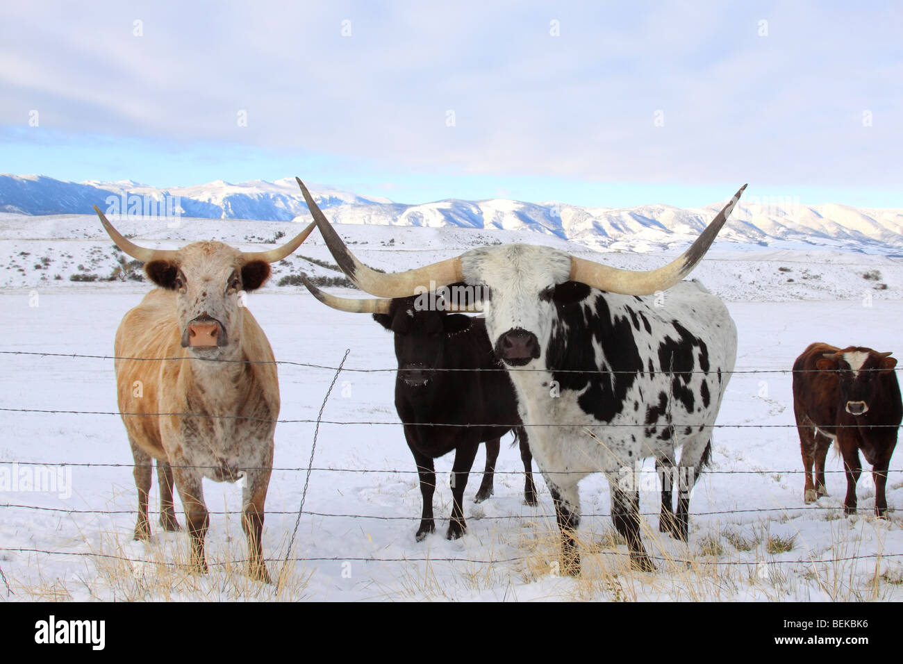 Longhorn cows hi-res stock photography and images - Alamy