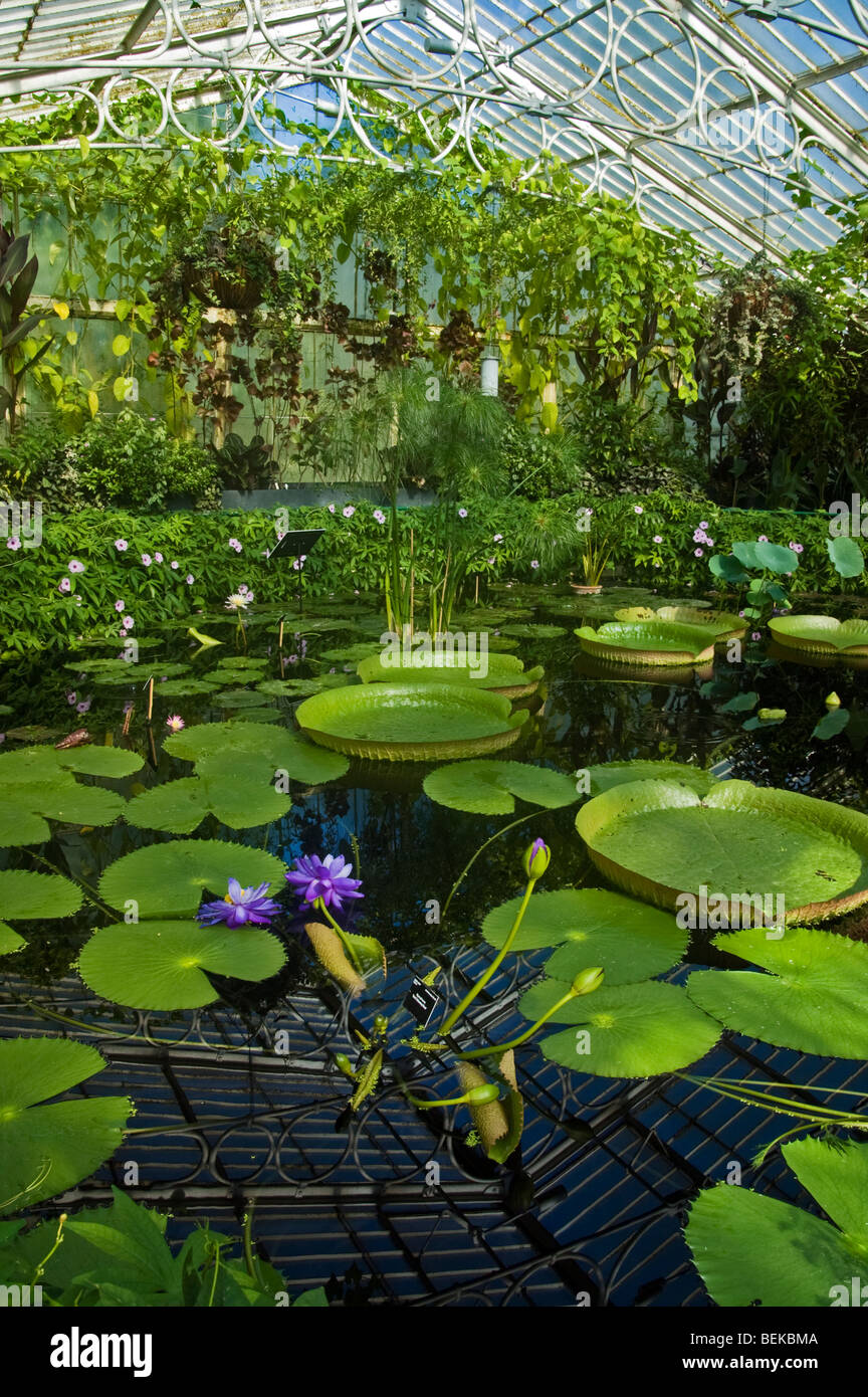 The Waterlily House Interior Kew Gardens London Stock Photo Alamy