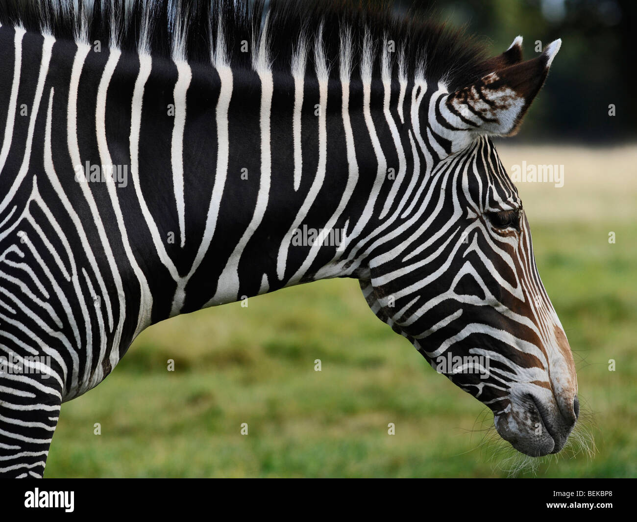 The face of a zebra. Stock Photo