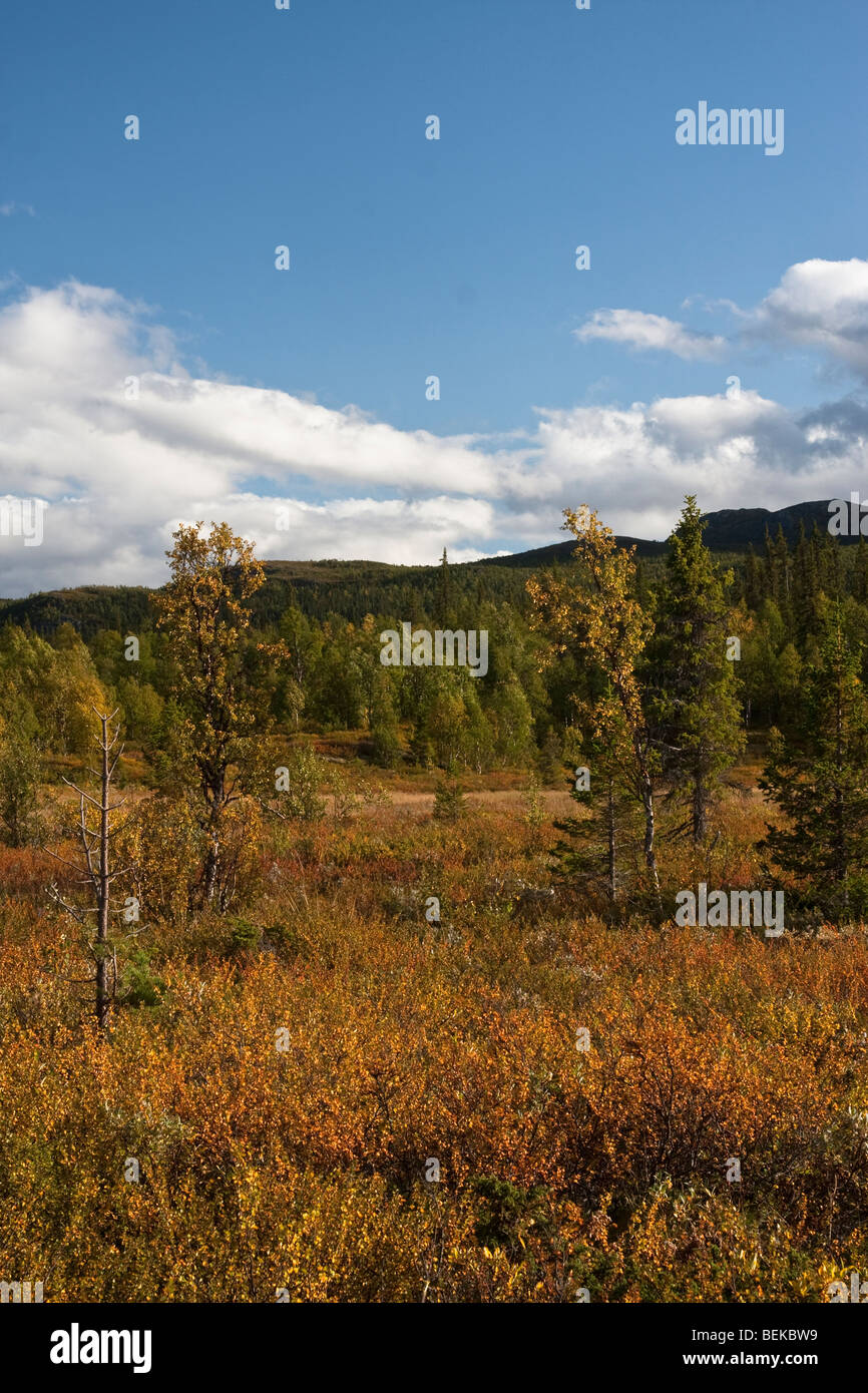 Sarek National Park Stock Photo - Alamy