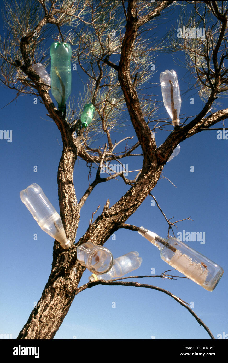 Bottles in a Tree, Alice Springs, Northern Territories, Australia Stock Photo Alamy