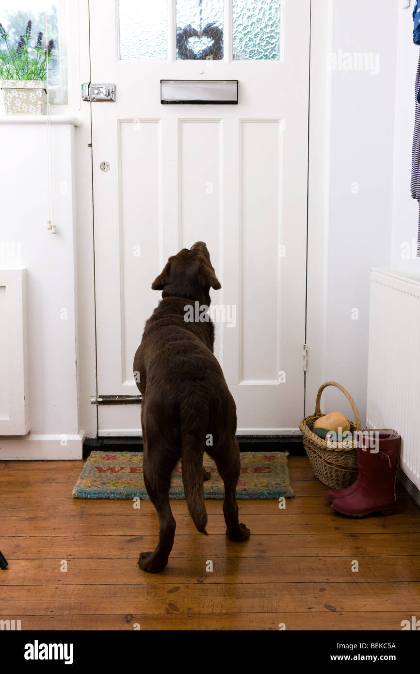 a-brown-labrador-dog-waits-by-a-front-door-BEKC5A.jpg