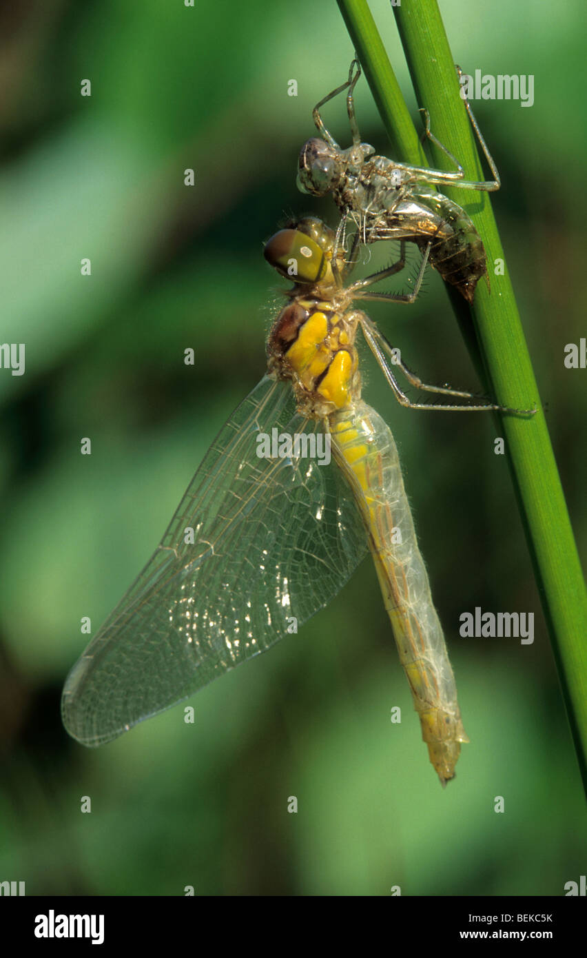 Newly emerged dragonfly from nymph case, Belgium Stock Photo