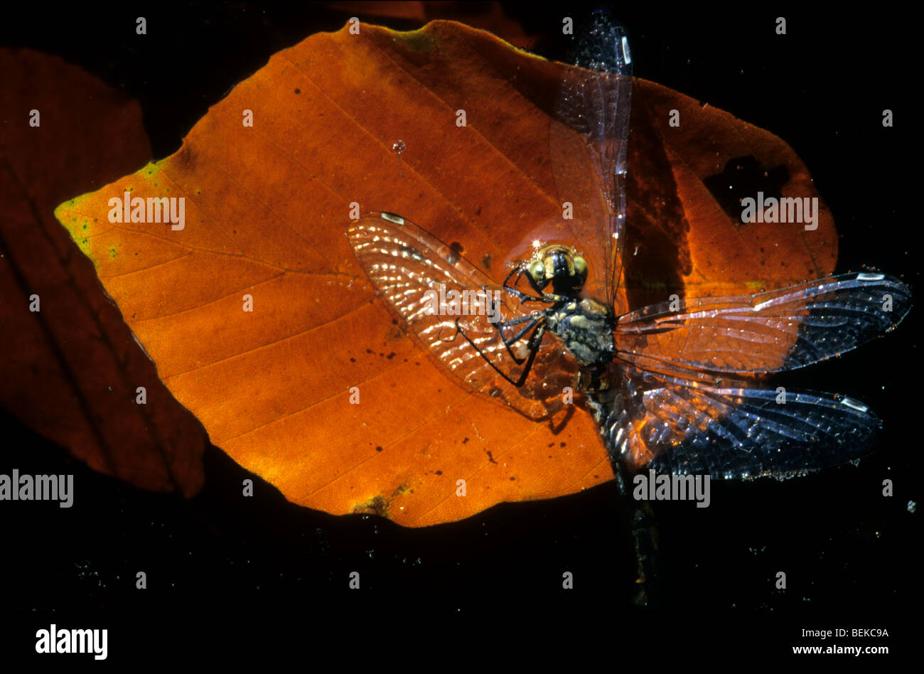 Dying dragonfly on autumn leaf floating in pond, Belgium Stock Photo Alamy