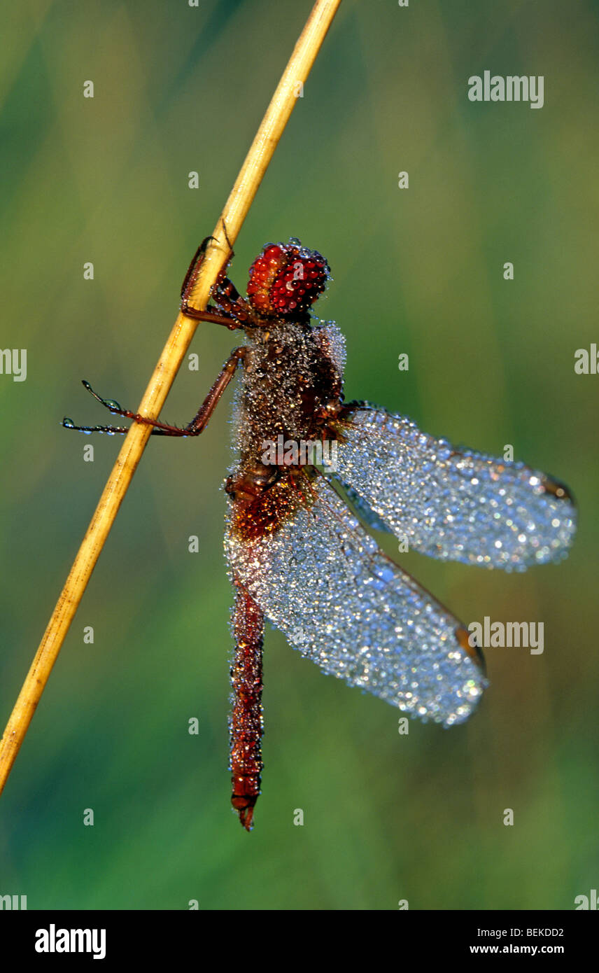 Scarlet dragonfly (Crocothemis erythraea) covered in dew, Belgium Stock Photo