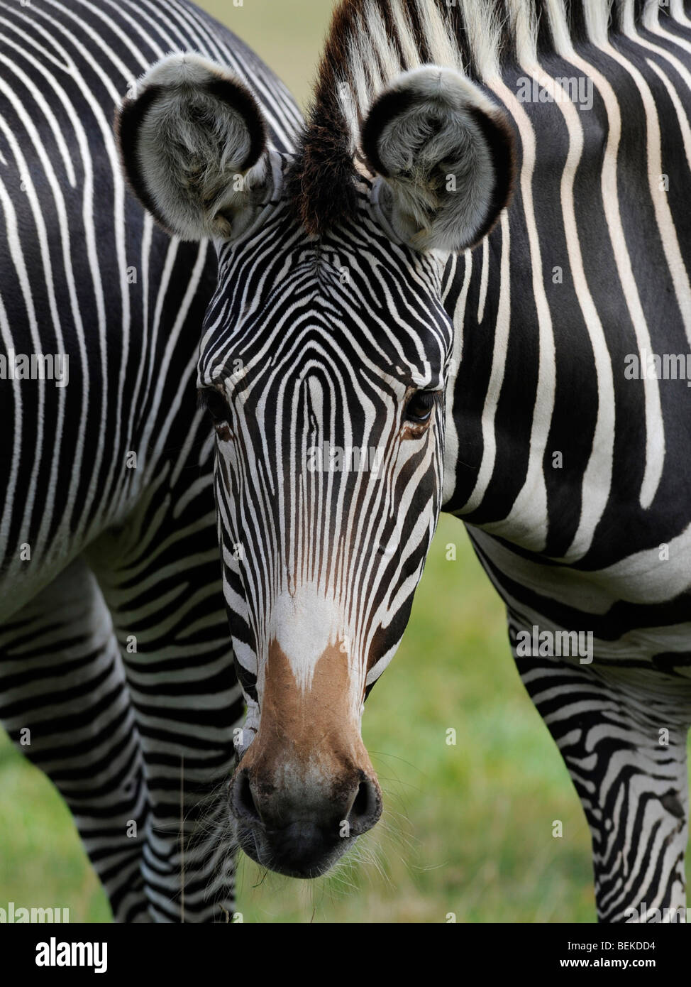 The face of a zebra Stock Photo Alamy