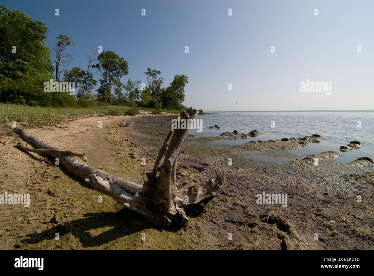Large driftwood on the shoreline of Lake Michigan at Harrington Beach