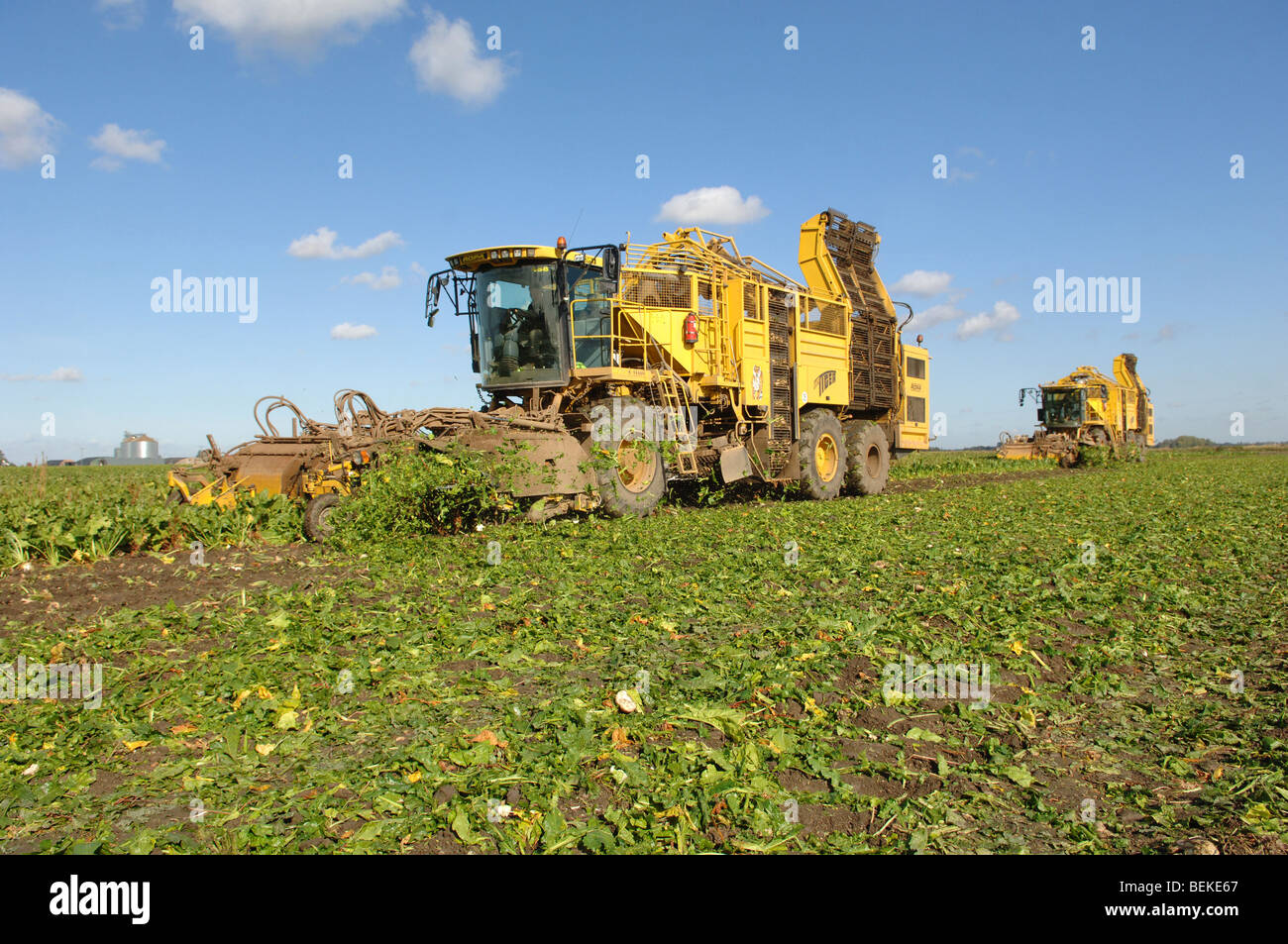 Lifting sugar beet Stock Photo - Alamy