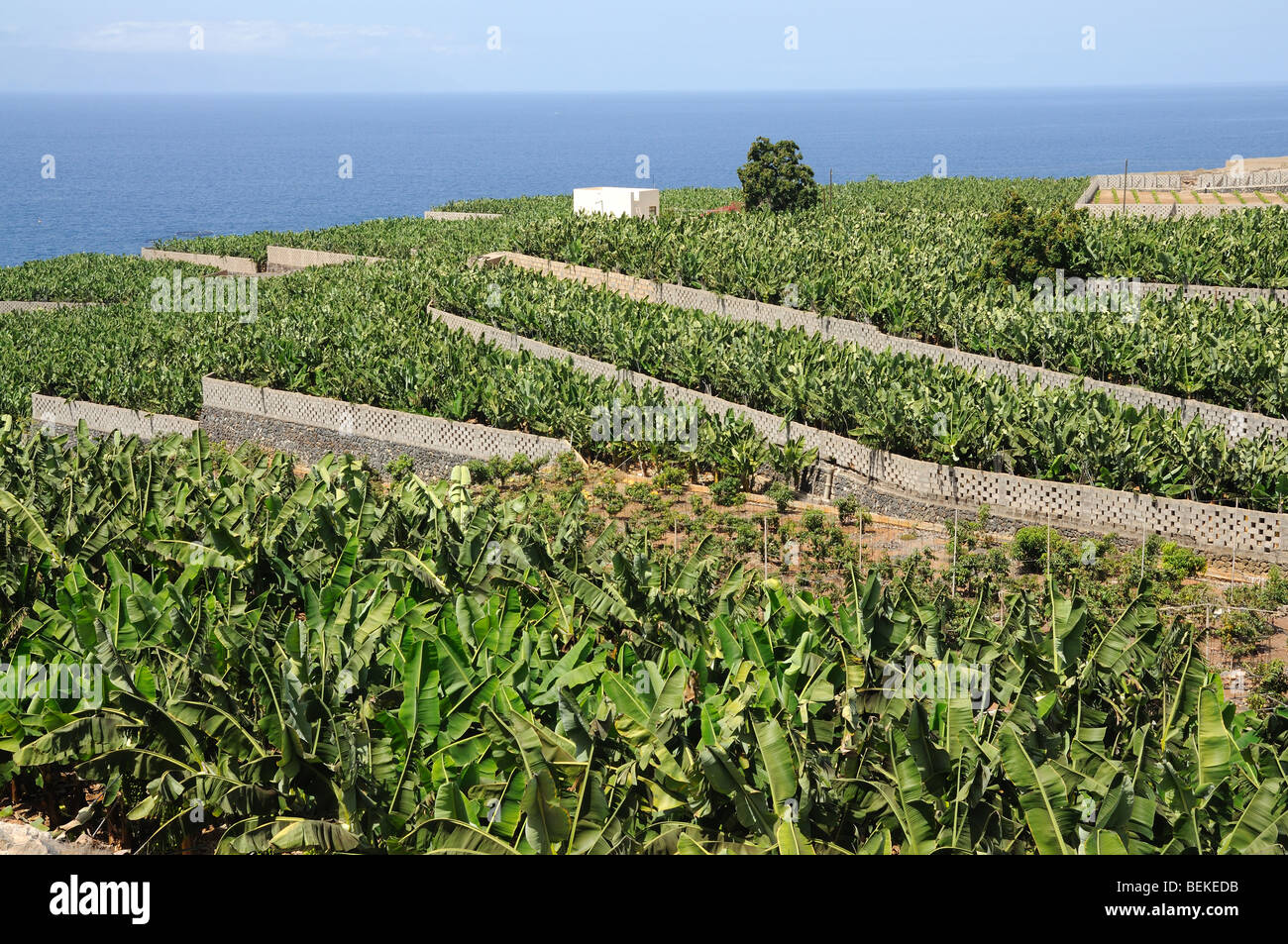 Bananas banana plantation on tenerife hi res stock photography and