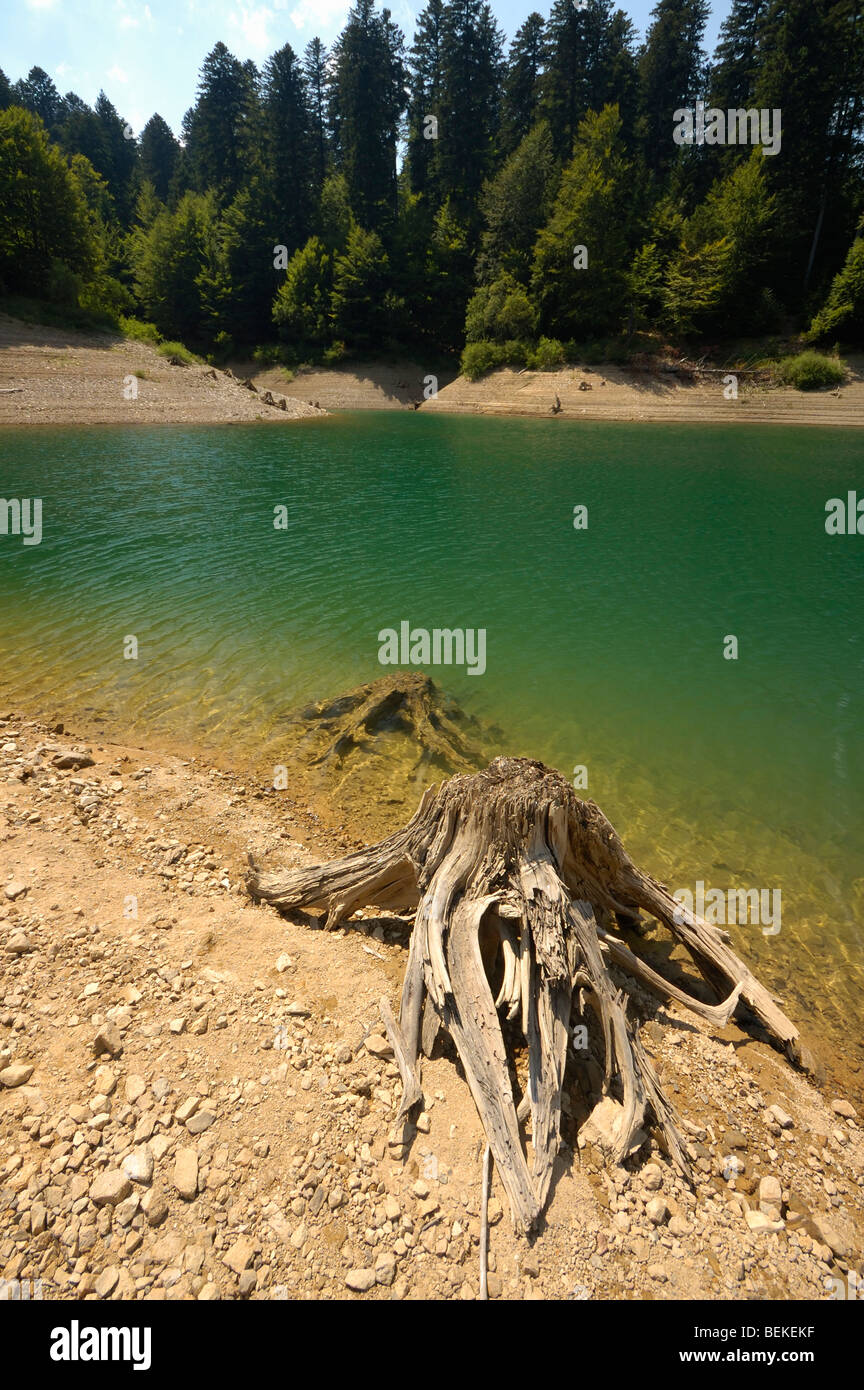 Tree stumps on a shore of Lokvarsko jezero lake near Lokve, Gorski kotar,Croatia,Europe Stock Photo