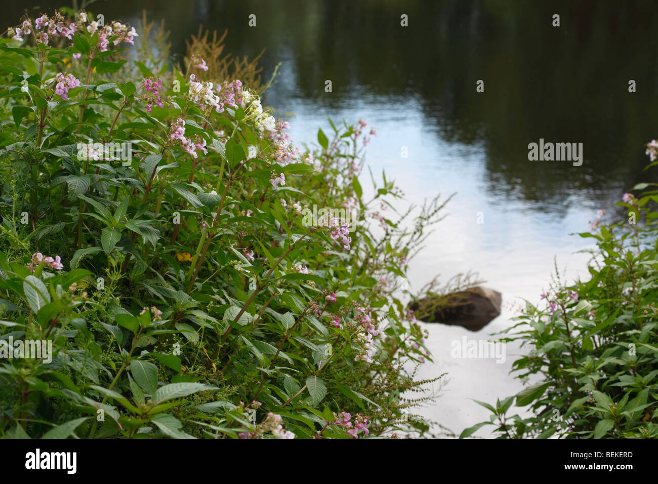 Indian balsam(impatiens glandulifera) growing on river bank Stock Photo