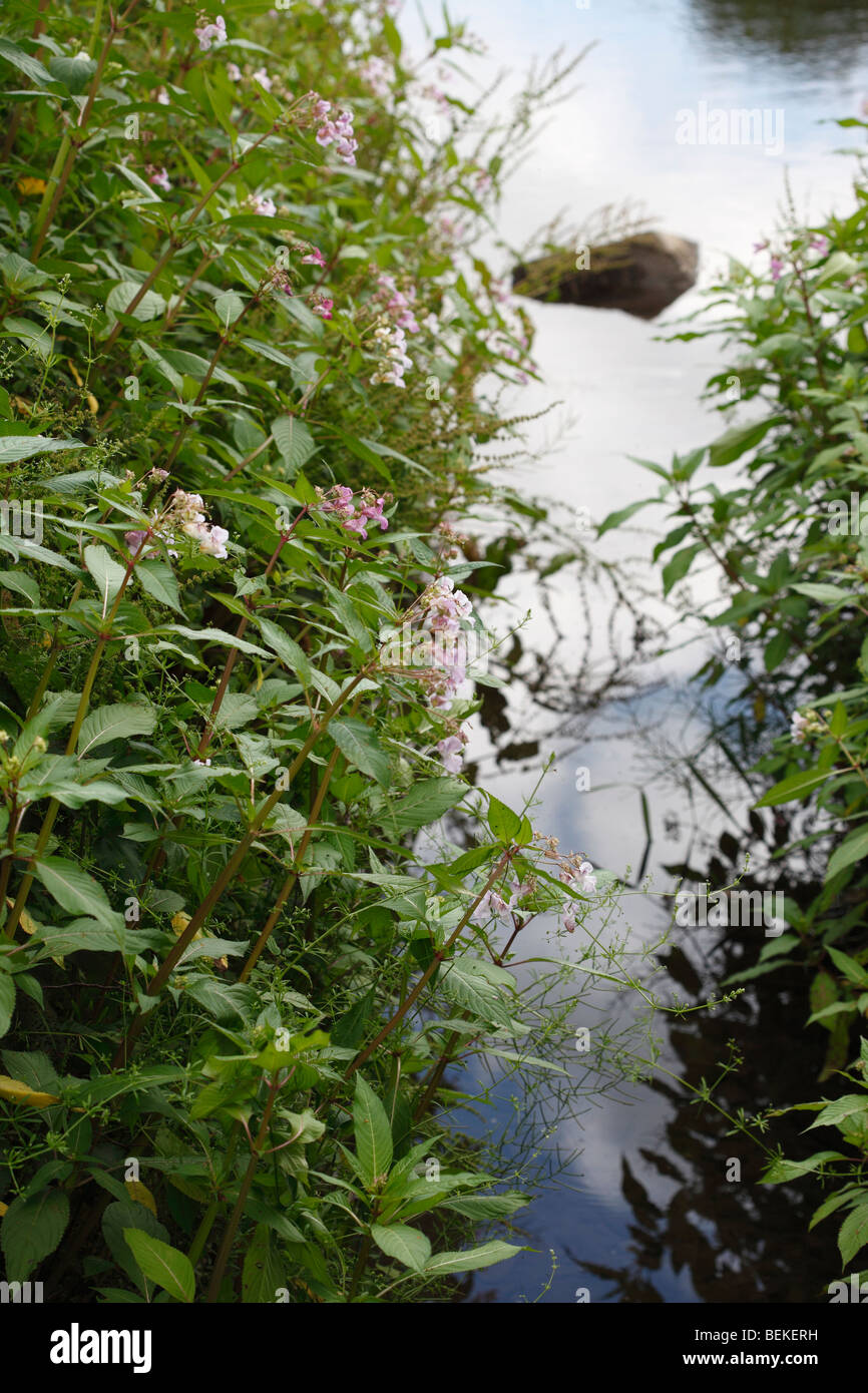 Indian balsam(impatiens glandulifera) growing on river bank Stock Photo