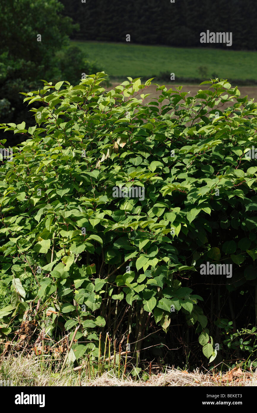 Japanese knotweed (Polygonum cuspidatum) plants growing in hedgerow