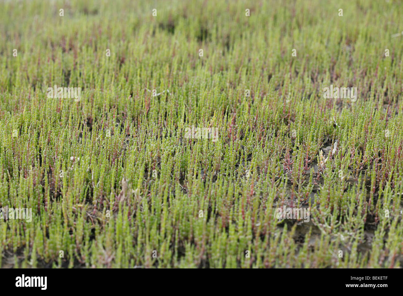 Marsh samphire (Salcornia europaea) plants growing on marsh Stock Photo