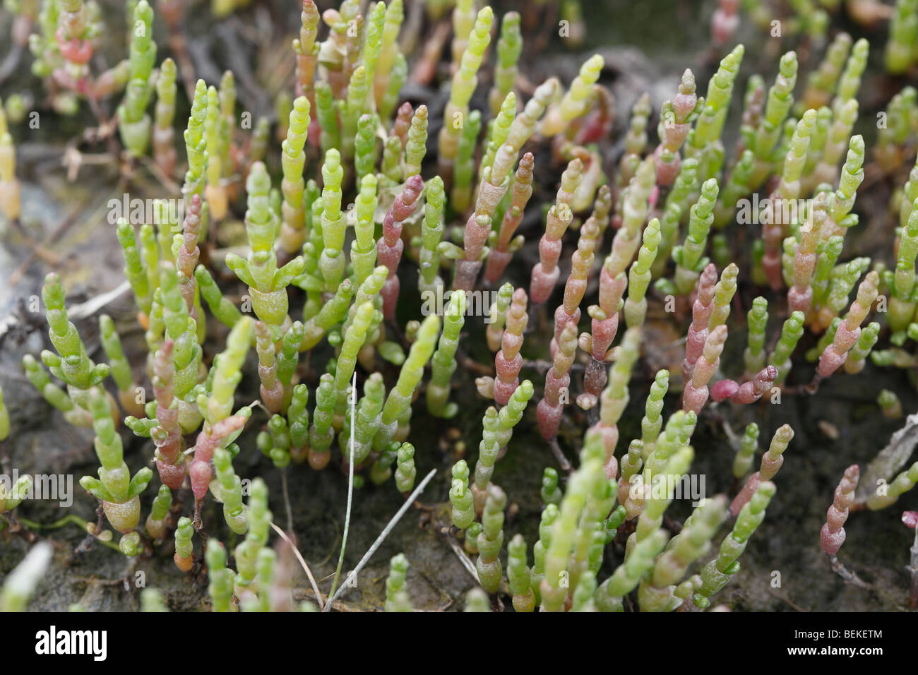 Marsh samphire (Salicornia europaea) plants growing in marsh Stock Photo