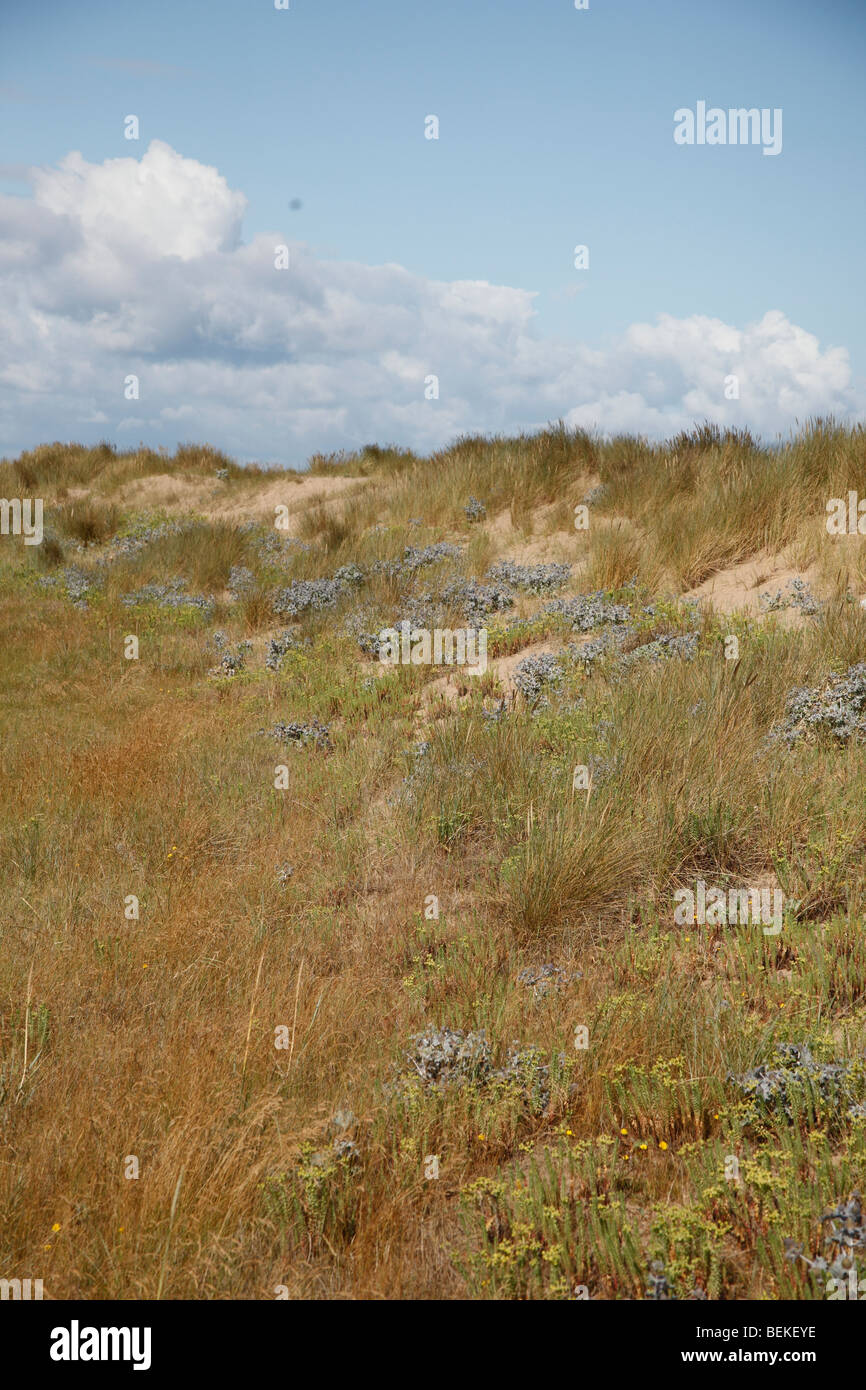 Sand dunes at Gronant on North Wales coast Stock Photo Alamy