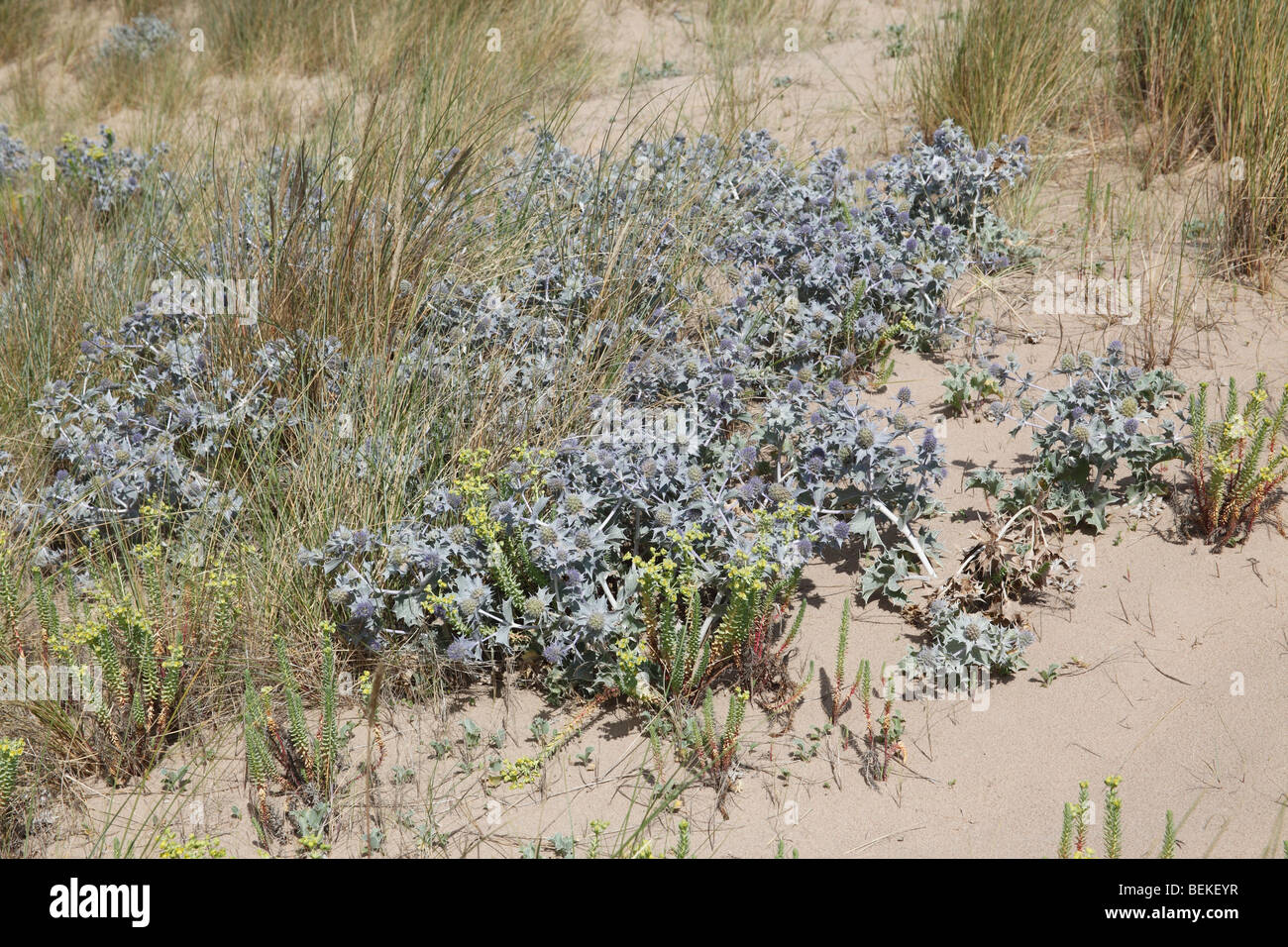 Sea holly (Eryngium maritimum) plants in flower on dunes Stock Photo