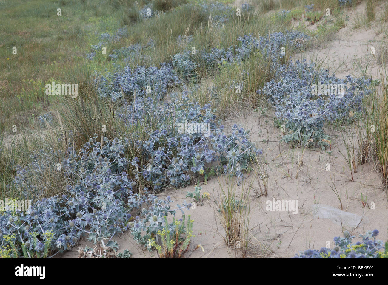 Sea holly (Eryngium maritimum) plants flowering in dunes Stock Photo