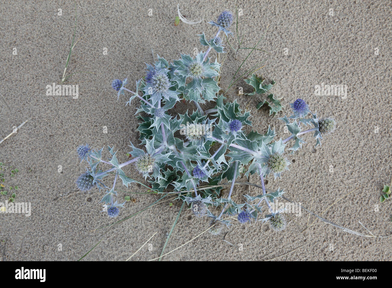 Sea holly (Eryngium maritimum) close up of flowering plants Stock Photo