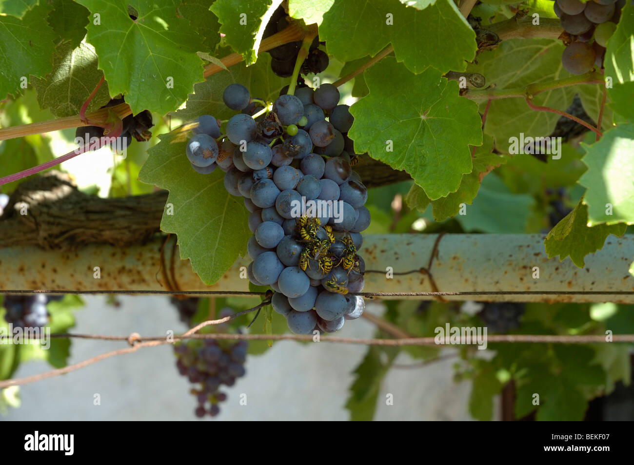 Wasps eating grape Stock Photo Alamy