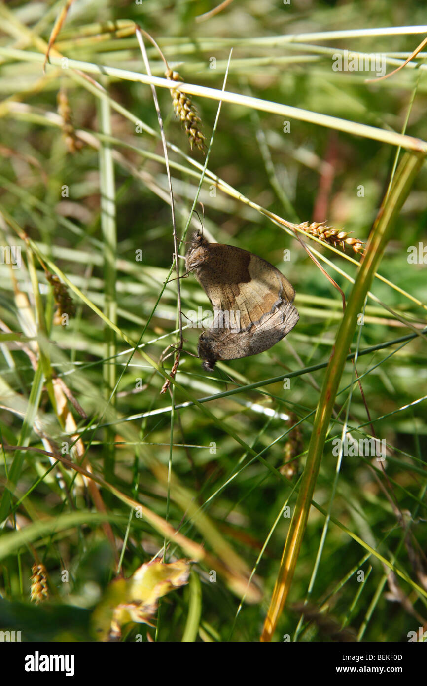 Meadow Brown (Maniola jurtina) mated pair in grass Stock Photo
