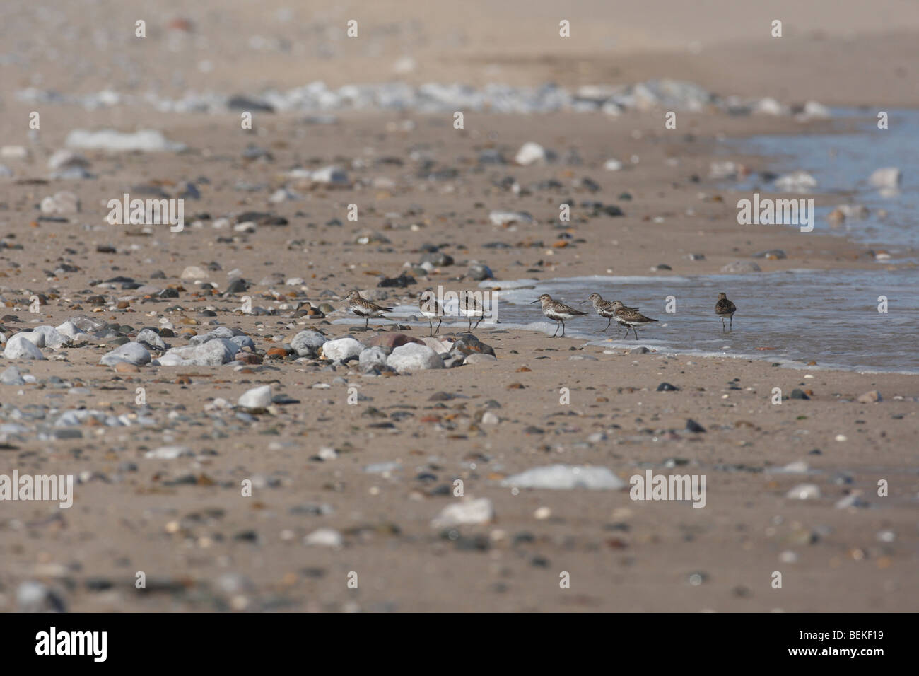 Turnstones (Arenaria interpres) hunting on sandy beach Stock Photo