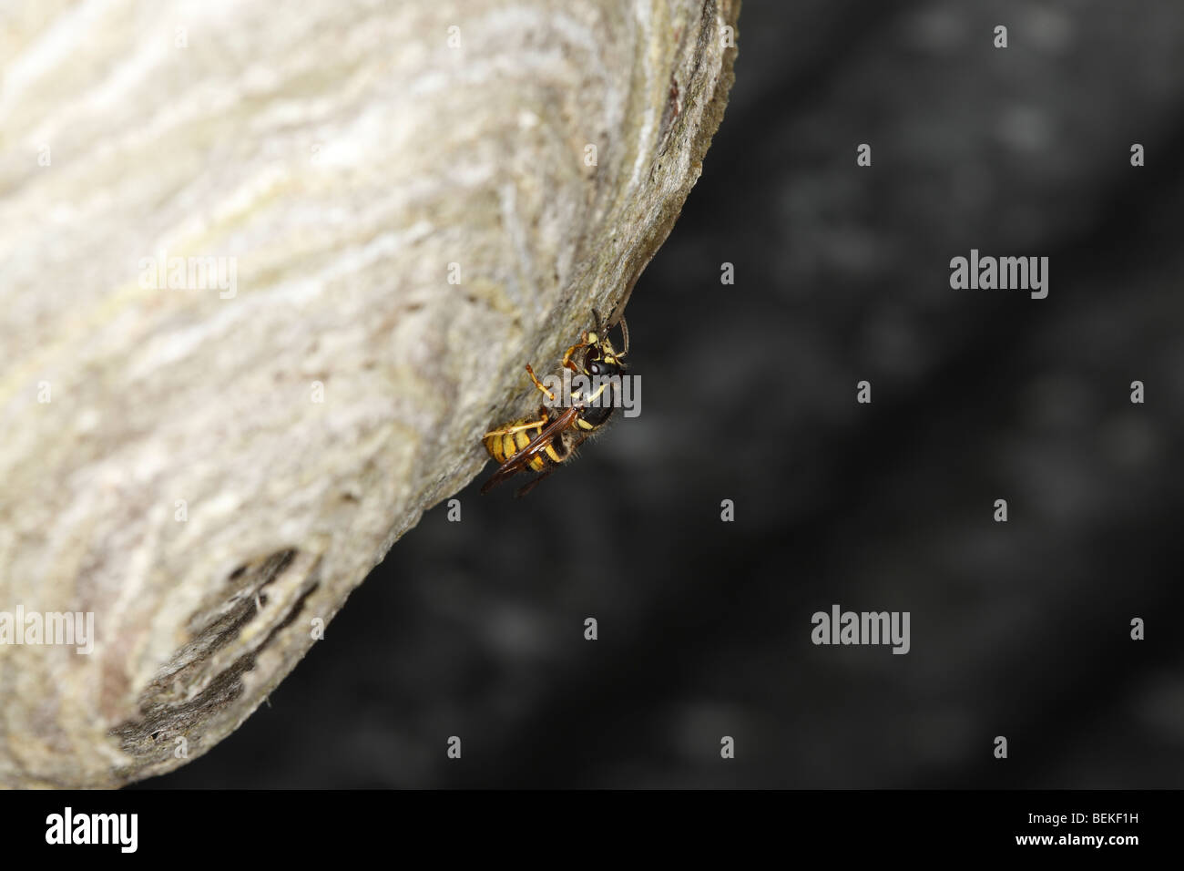 Tree wasp (Dolichovespula sylvestris) adding material to nest Stock Photo