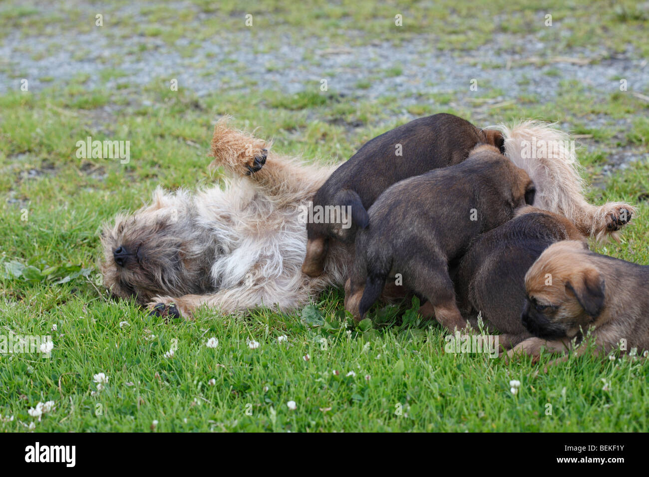 Border terrier suckling puppies Stock Photo