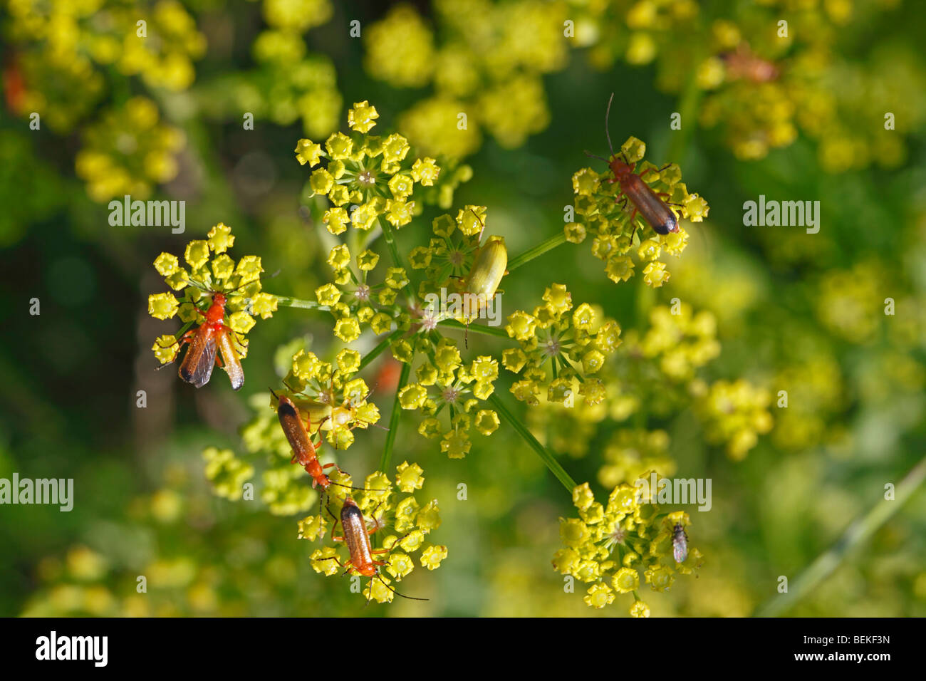 Soldier beetle and pollen beetle on wild parsnip flower Stock Photo Alamy