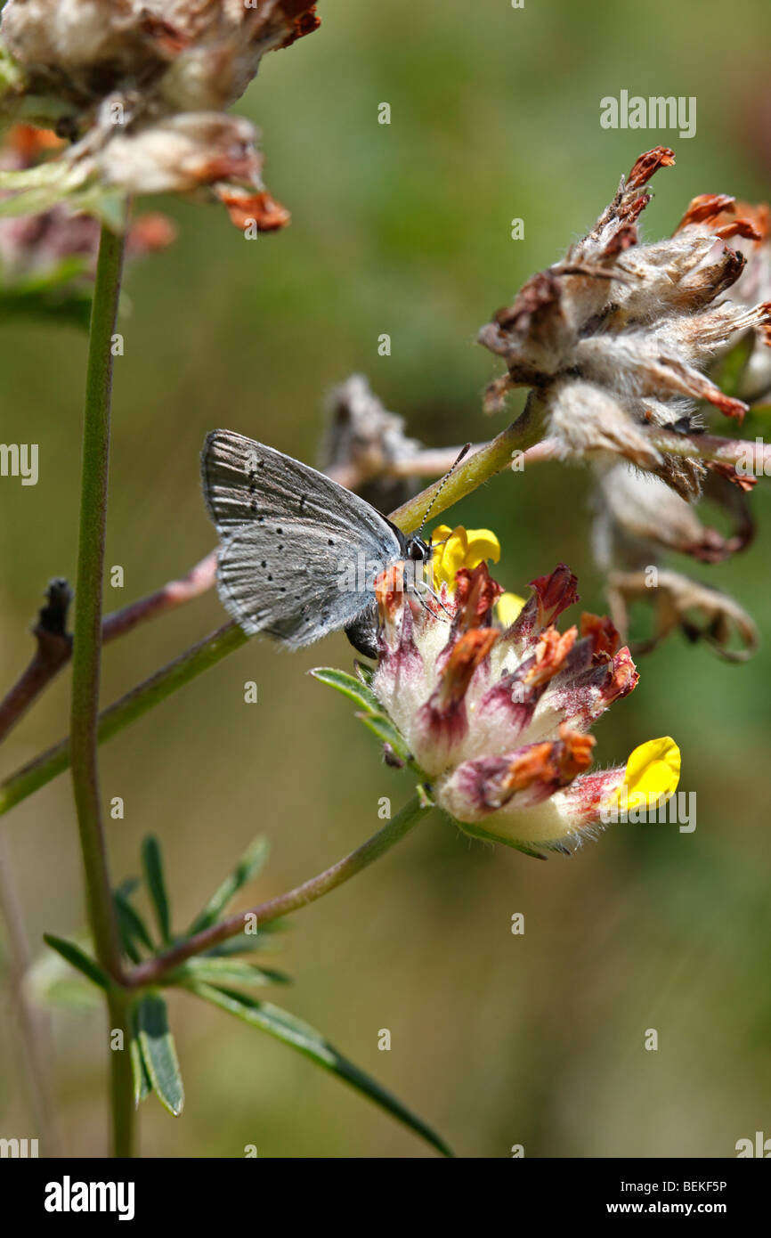 Small blue (Cupido minimus) female egg laying on kidney vetch Stock Photo