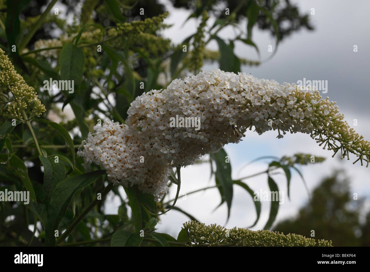 Buddliea (Buddleja davidii) white profusion close up of flowers Stock Photo
