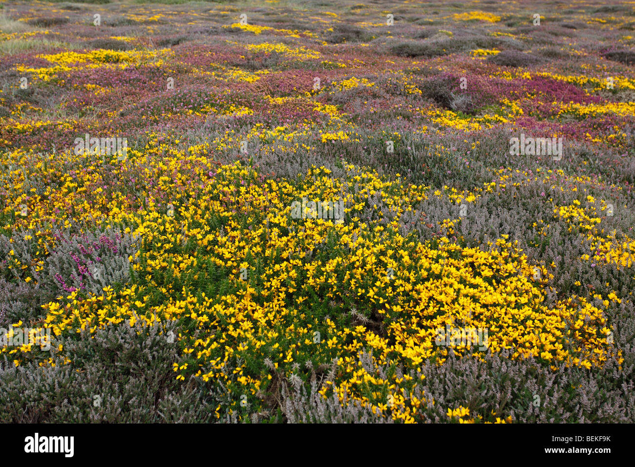 Heathland with Bell Heather - Ling and Dwarf Gorse on Slepe Heath