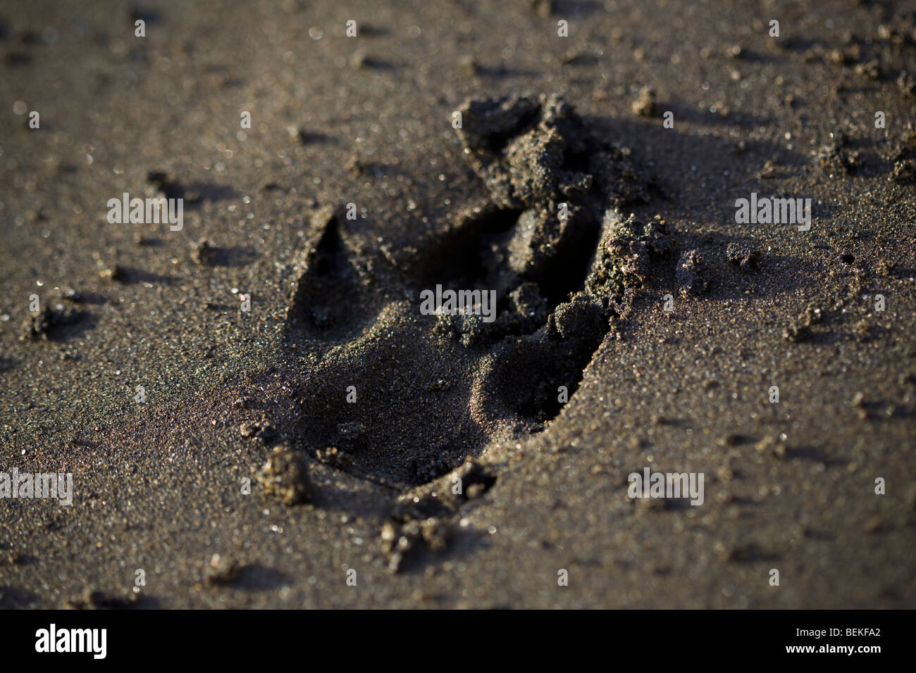 Close-up of single dog paw print in the sand on the beach of Playas del Coco, Costa Rica. Stock Photo