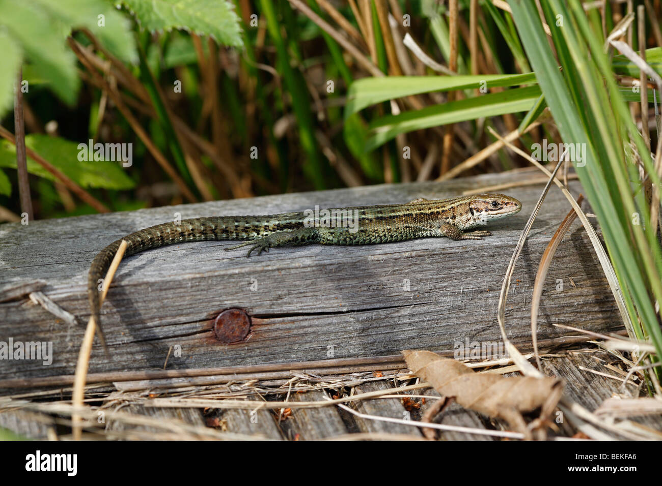 Common lizard (Lacerta vivipara) basking on boardwalk side view Stock Photo