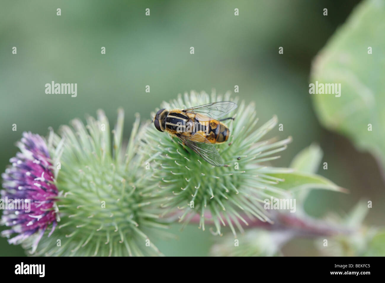 Hoverfly (Helophilus pendulus) at rest on flower Stock Photo