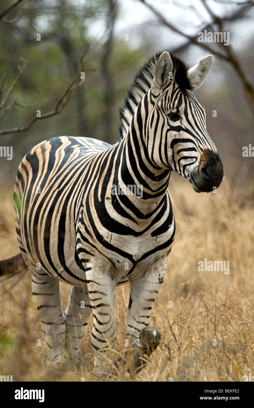 Burchell's (or Plains or Common) Zebra. Stock Photo