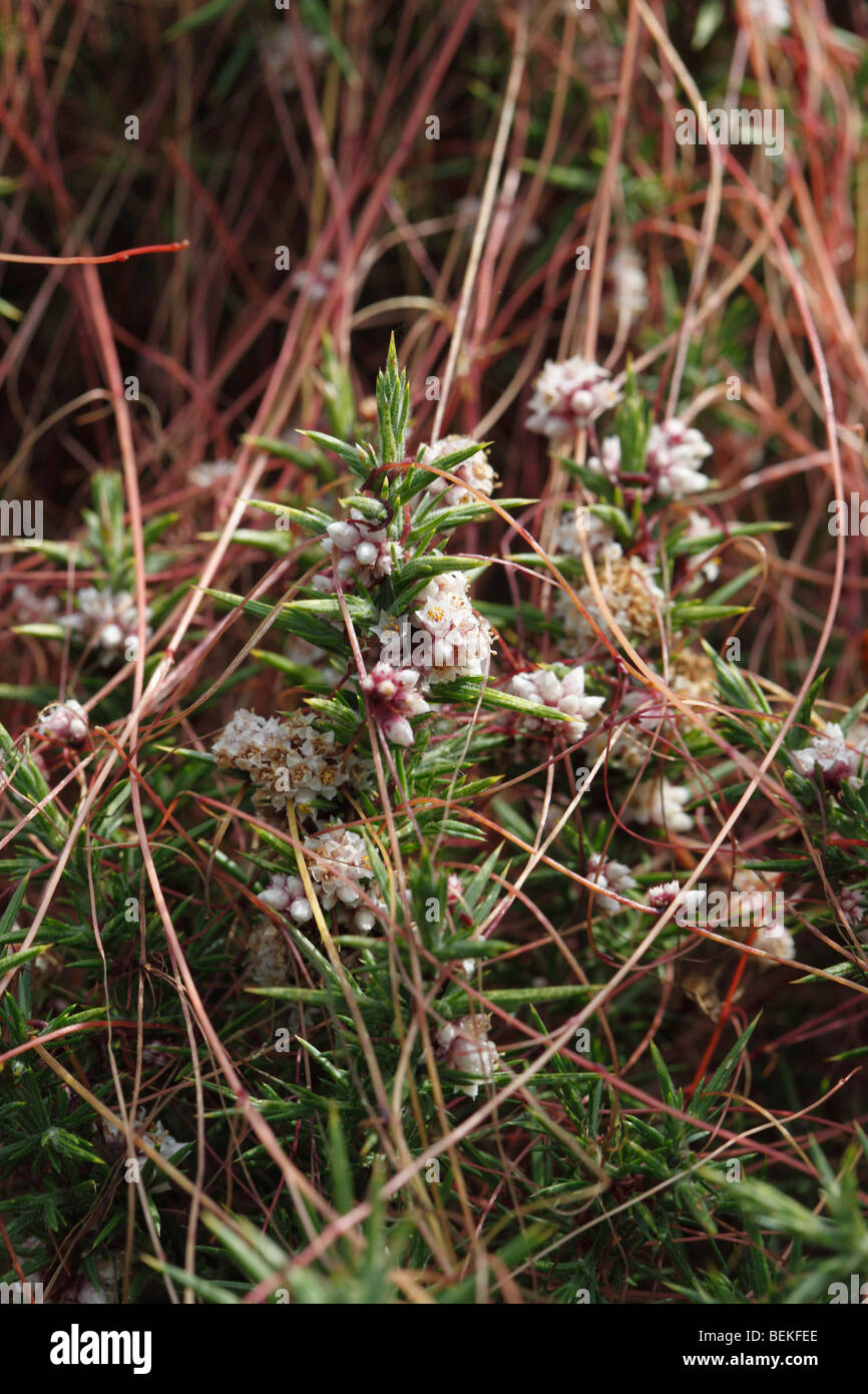 Common dodder (Cuscuta epithymum) close up of flowers Stock Photo Alamy