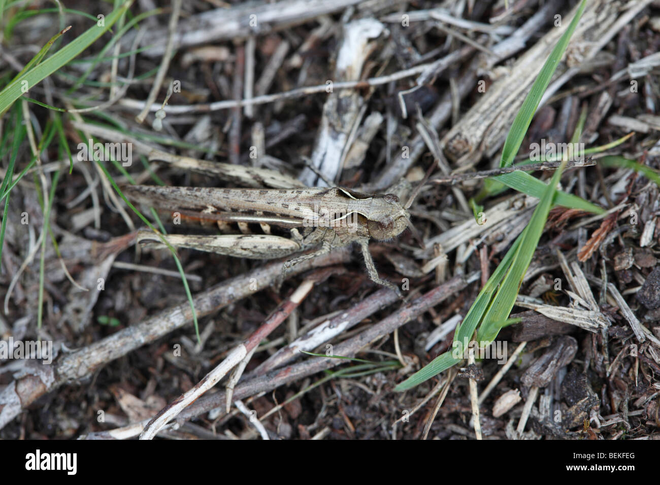 Common green grasshopper(Omocestus viridulus) male on ground top view Stock Photo