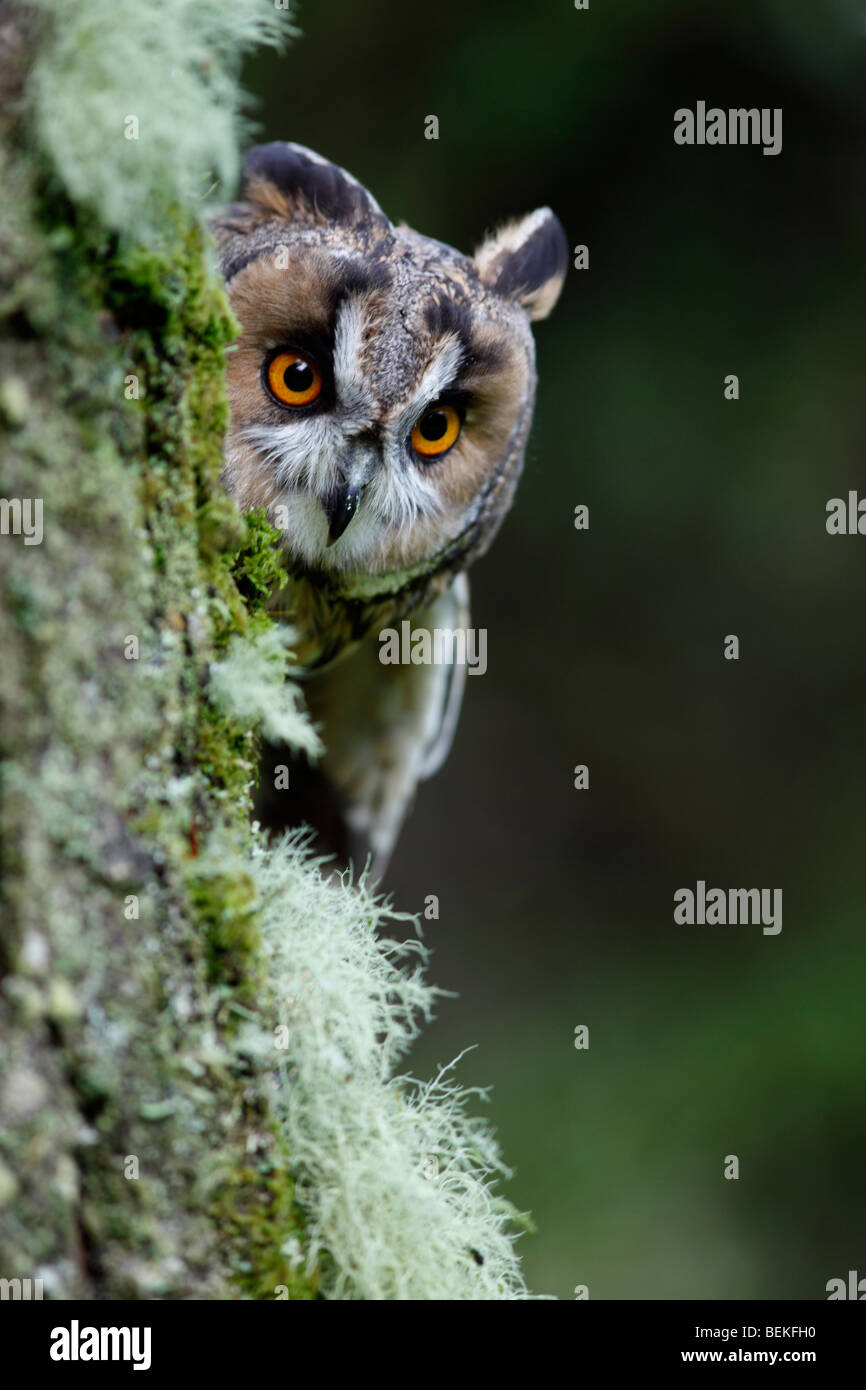 Long eared owl (Asio otus) looking round larch tree Stock Photo