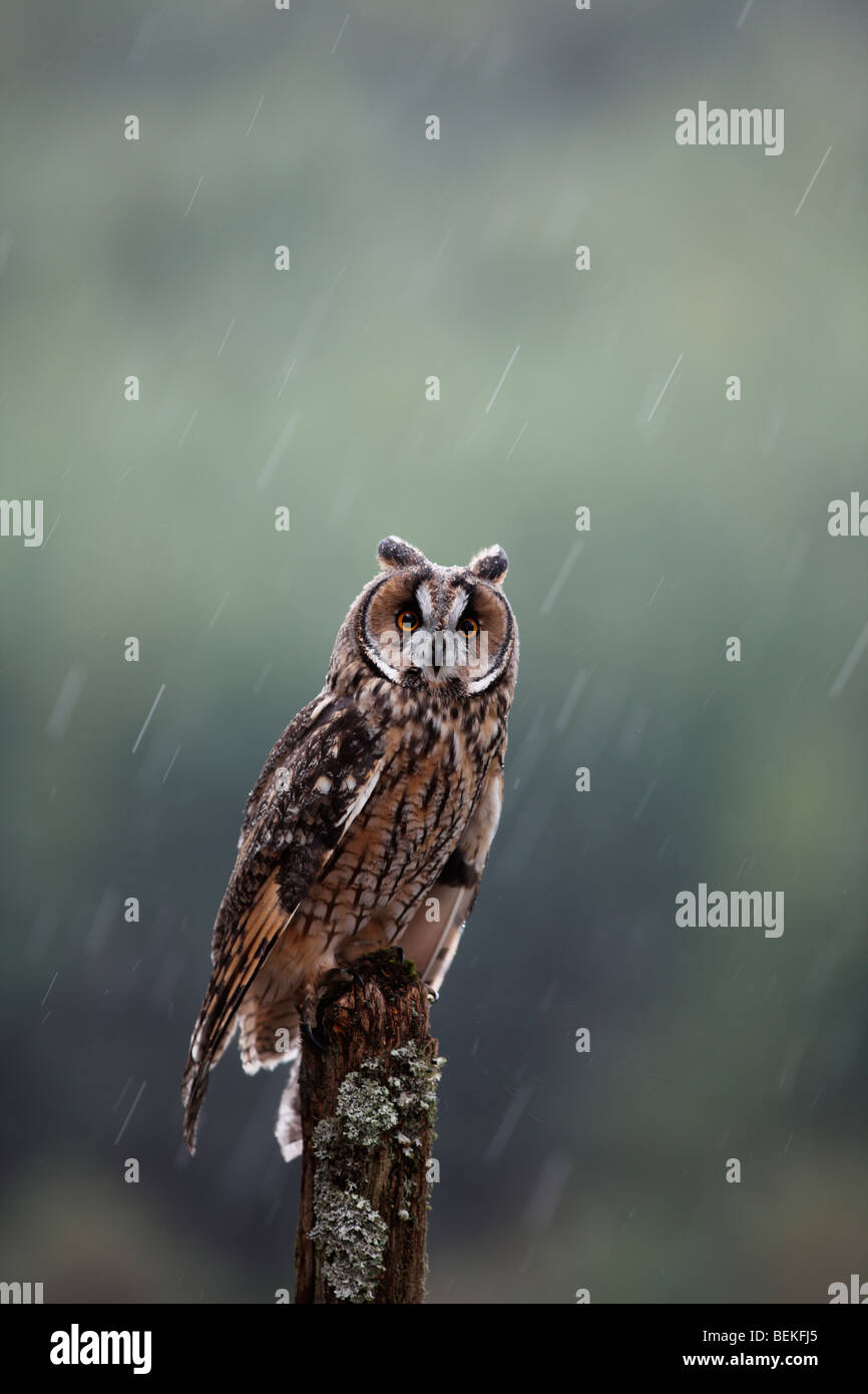 Long eared owl (Asio otus) perching on fence post in rain Stock Photo